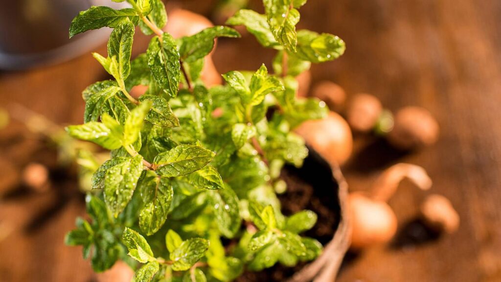 Como cultivar plantas medicinais em pequenos espaços