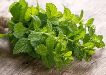 Nem veneno, nem inseticida: dicas de controle natural de formigas