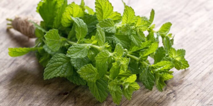 Nem veneno, nem inseticida: dicas de controle natural de formigas