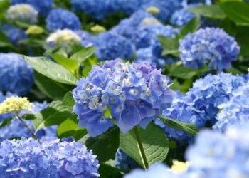 Adeus às hortênsias? Veja por que plantar essa flor já não vale mais a pena