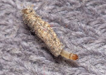 Solução descomplicada acaba com traças domésticas de forma fácil e rápida