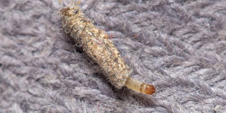 Solução descomplicada acaba com traças domésticas de forma fácil e rápida