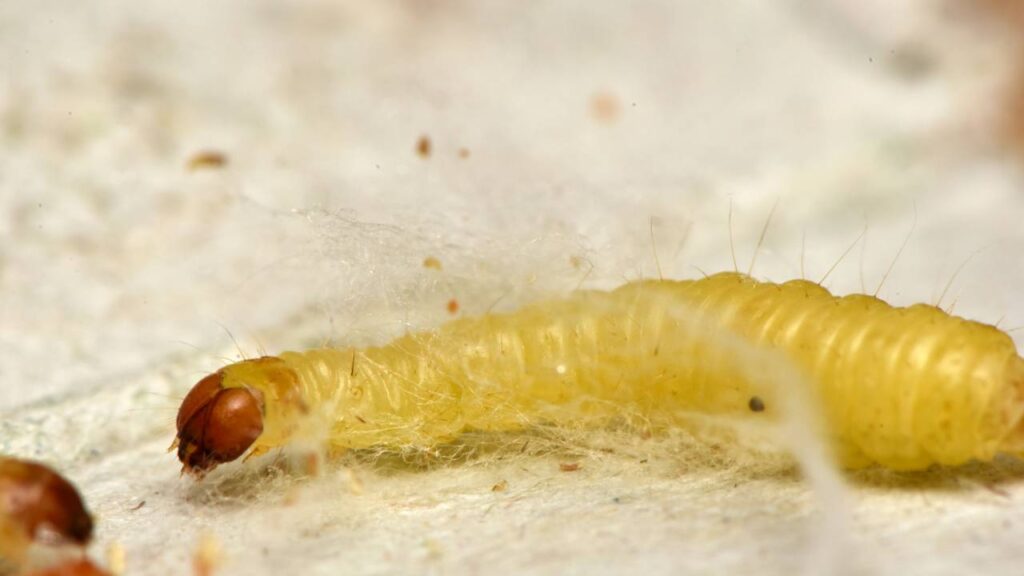 Solução descomplicada acaba com traças domésticas de forma fácil e rápida