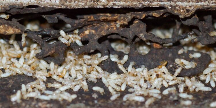 Misturinhas caseiras para evitar infestação de cupins nos móveis