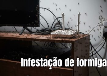 Como evitar formigas no rack da TV: soluções eficazes e seguras