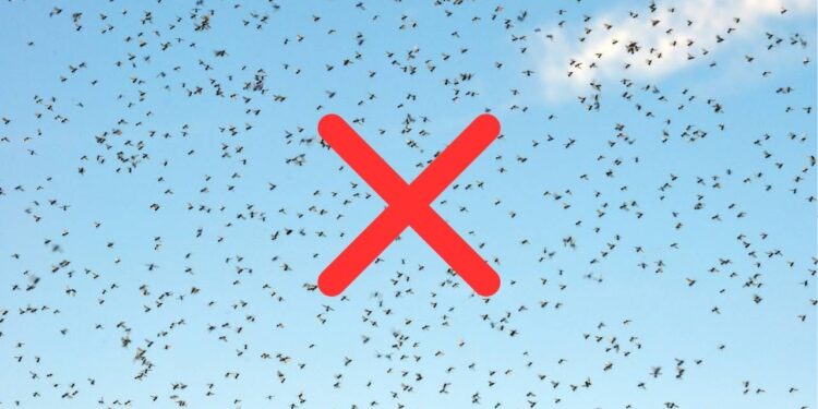 A casca desta fruta é ideal para repelir os insetos sem produtos químicos