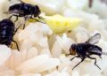 Evite e elimine de vez insetos atraídos por arroz ou cereais