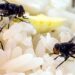 Evite e elimine de vez insetos atraídos por arroz ou cereais