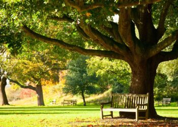 Sombra sem bagunça: saiba quais são as árvores perfeitas para o seu jardim