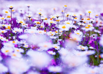 5 flores ideais para plantar em outubro e garantir um jardim colorido no verão