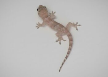 Tem lagartixa na sua parede? O motivo pode te surpreender