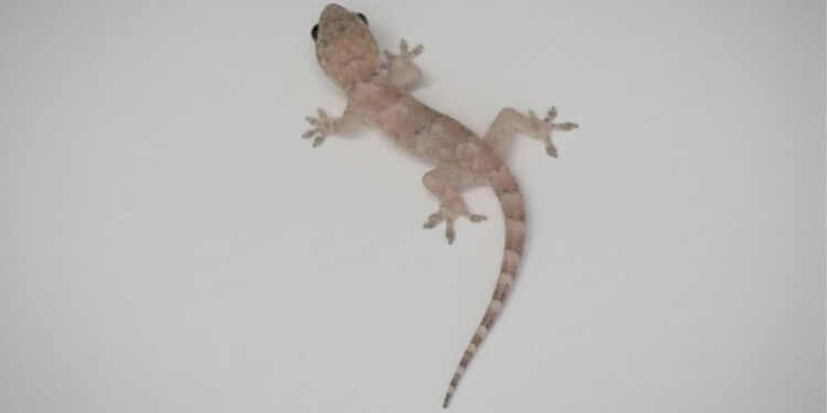 Tem lagartixa na sua parede? O motivo pode te surpreender