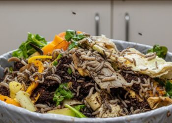 Como identificar larvas escondidas na cozinha antes que se espalhem