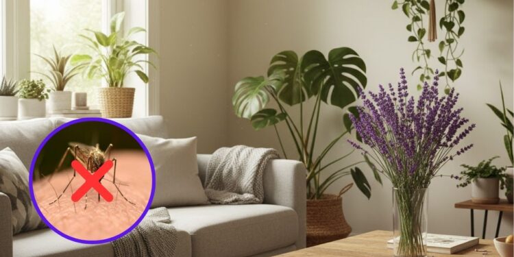 Esta planta é um excelente repelente natural e uma decoração incrível para a casa