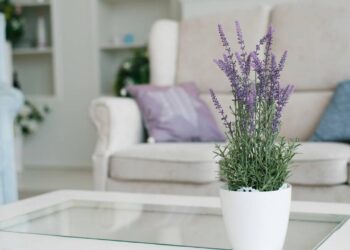 Como cultivar lavanda dentro de casa sem afetar suas boas energias
