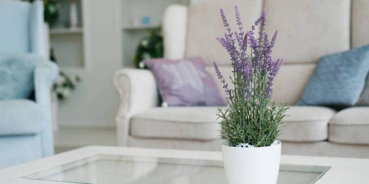 Como cultivar lavanda dentro de casa sem afetar suas boas energias
