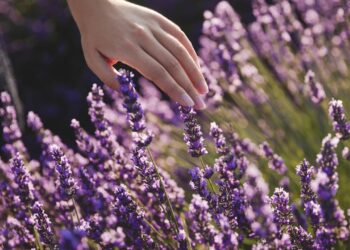 A planta que embeleza o jardim, espanta pragas e ainda ajuda na polinização