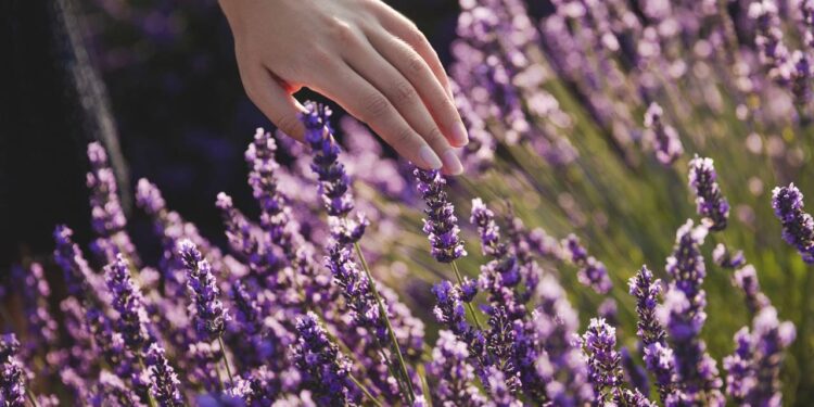 A planta que embeleza o jardim, espanta pragas e ainda ajuda na polinização