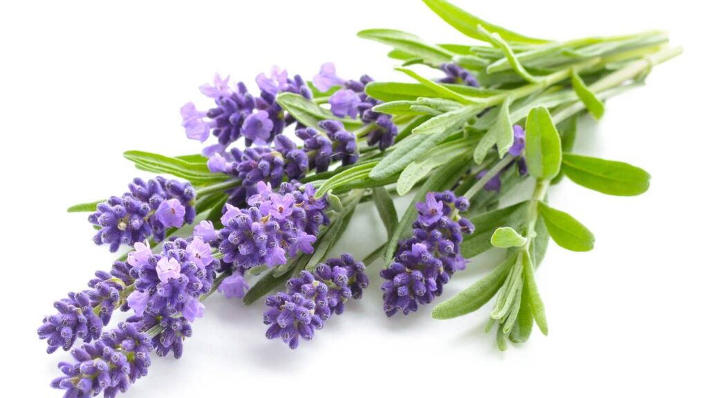 3 plantas que afastam pulgas e ainda perfumam o ambiente