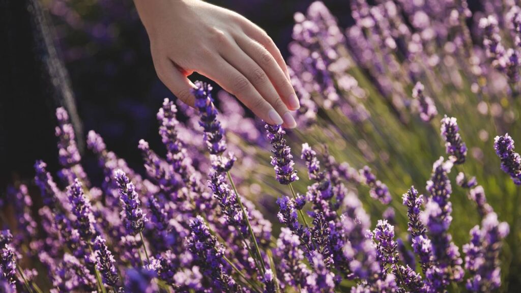 Como combinar lavanda e hortelã para criar um repelente natural em vasos