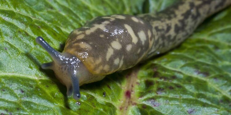 Seu jardim pode ficar livre de lesmas com a ajuda dessas plantas