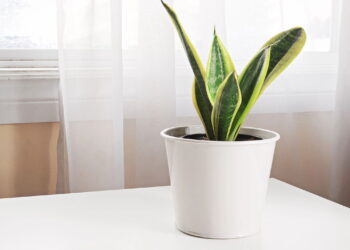 Essas plantas melhoram o ar e até a qualidade de via