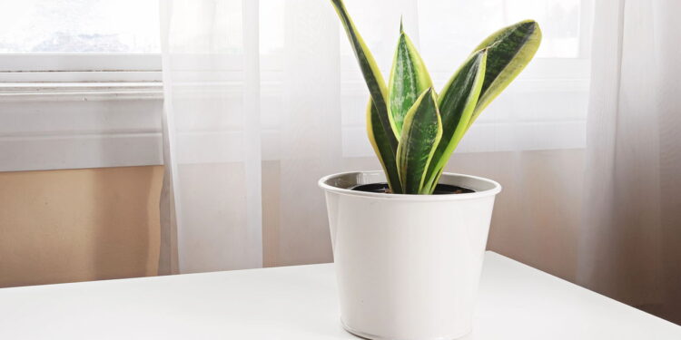 Essas plantas melhoram o ar e até a qualidade de via