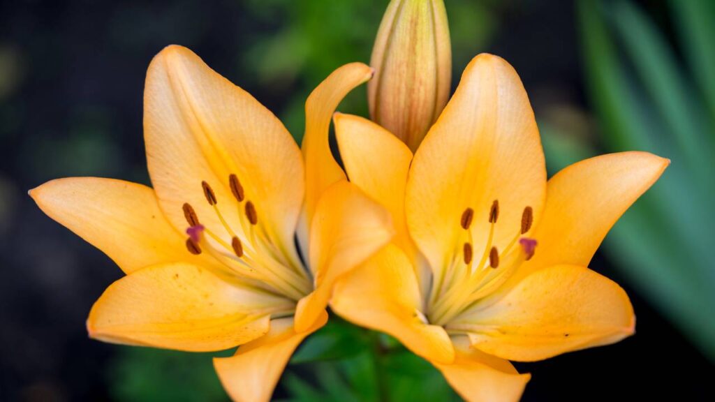 O segredo por trás dos jardins mais floridos da primavera começa no outono