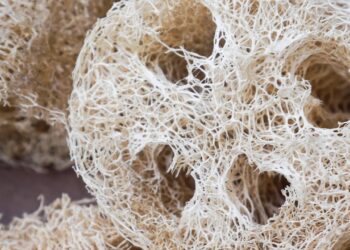 Reaproveitando esponjas naturais: estratégia sustentável para solo fértil