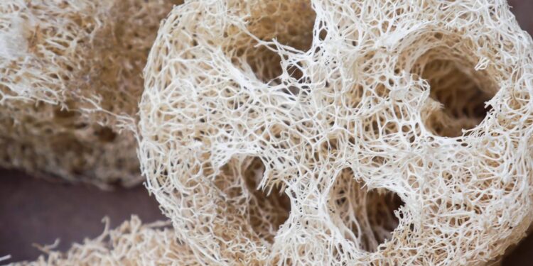 Reaproveitando esponjas naturais: estratégia sustentável para solo fértil