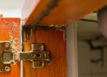 Como proteger seus móveis de ataques que destroem a madeira rapidamente