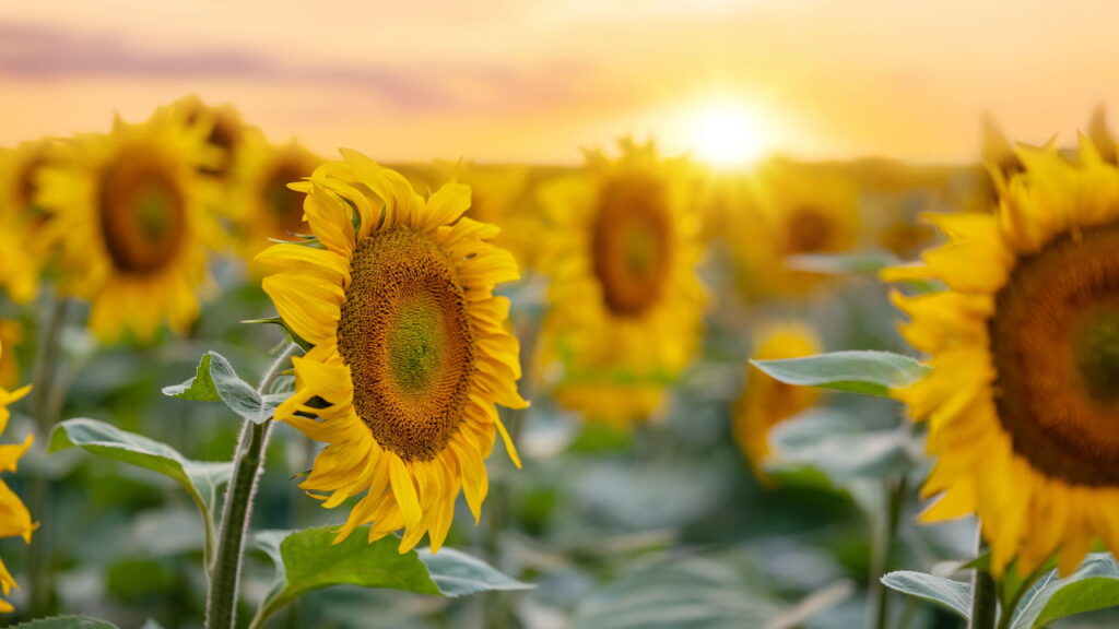 Plantas que deixam esses signos mais criativos e proativos