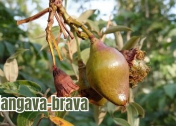 Estes são os 3 efeitos surpreendentes da mangava-brava no seu corpo