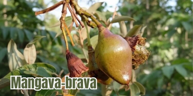 Estes são os 3 efeitos surpreendentes da mangava-brava no seu corpo