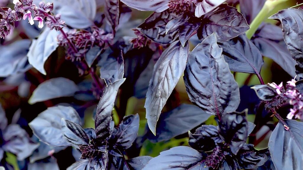 As melhores plantas para usar na horta para espantar as pragas naturalmente