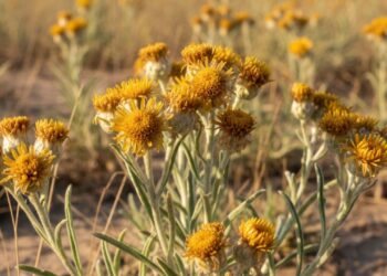 A marcela melhora o sono, reduz a ansiedade e possui outros benefícios que supreendem