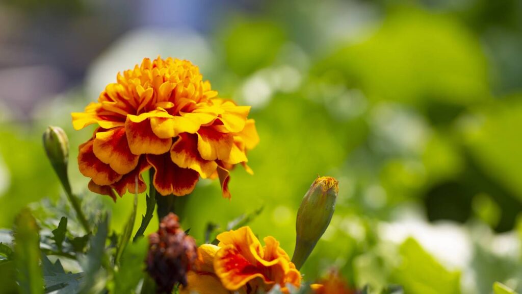 Plantas seguras para pets que ajudam a evitar escorpiões no jardim