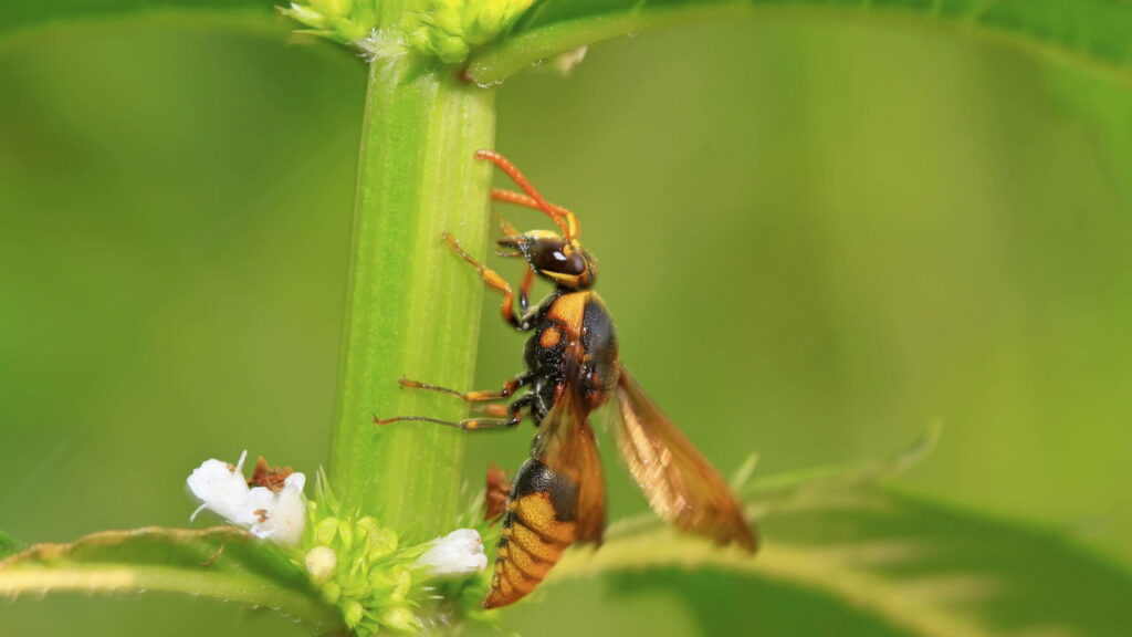 Como identificar e eliminar vespas nos móveis com segurança
