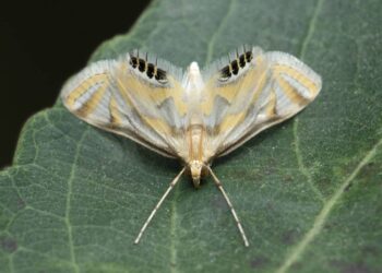 Livre-se das mariposas: como um secador de cabelo pode ajudá-lo