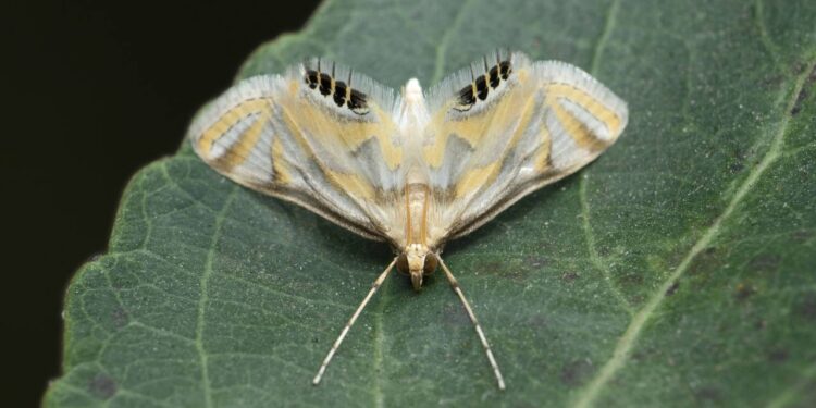 Livre-se das mariposas: como um secador de cabelo pode ajudá-lo