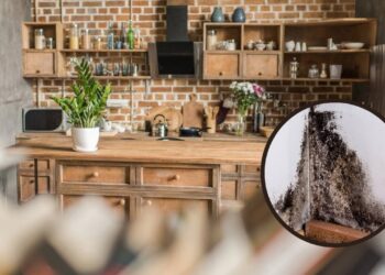 Erros na limpeza favorecem a proliferação de fungos nos móveis