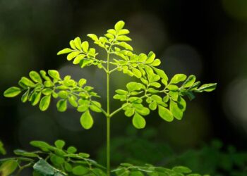 Estas folhas são as principais aliadas para fortalecer o corpo e aliviar dores