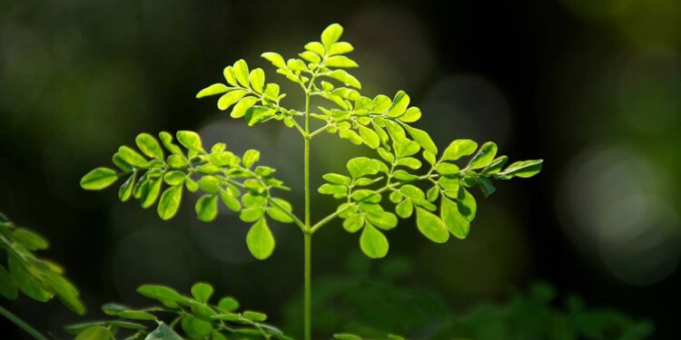 Estas folhas são as principais aliadas para fortalecer o corpo e aliviar dores