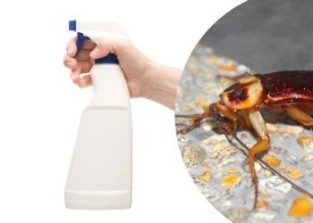 Spray natural com apenas dois ingredientes espanta as baratas de vez