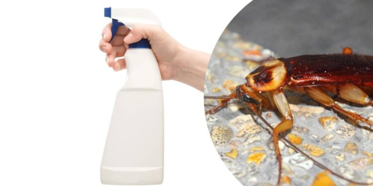 Spray natural com apenas dois ingredientes espanta as baratas de vez