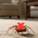 Truque com cheiro forte faz aranhas sumirem sem veneno