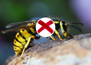 Essa planta asiática repele vespas e deixa o jardim mais bonito