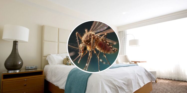 Nem repelente elétrico, nem vela: essa erva espanta pernilongos do quarto