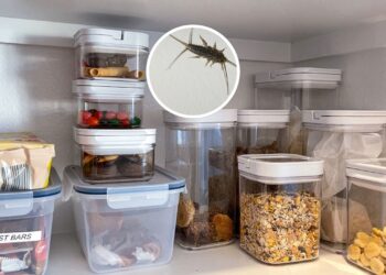 Esses truques salvam o arroz e o feijão da infestação de traças