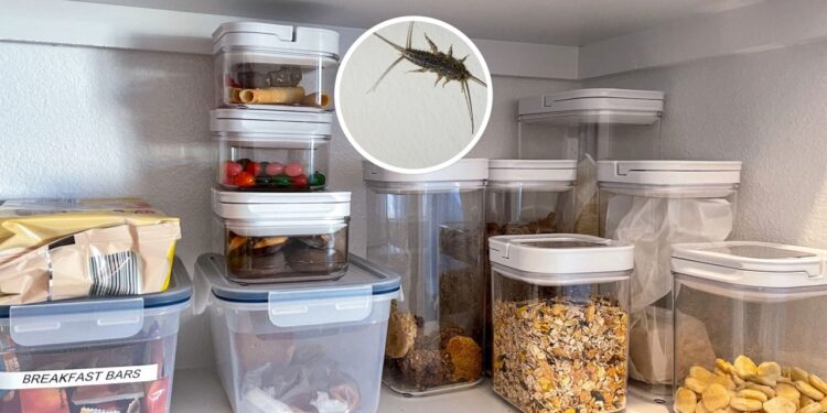 Esses truques salvam o arroz e o feijão da infestação de traças